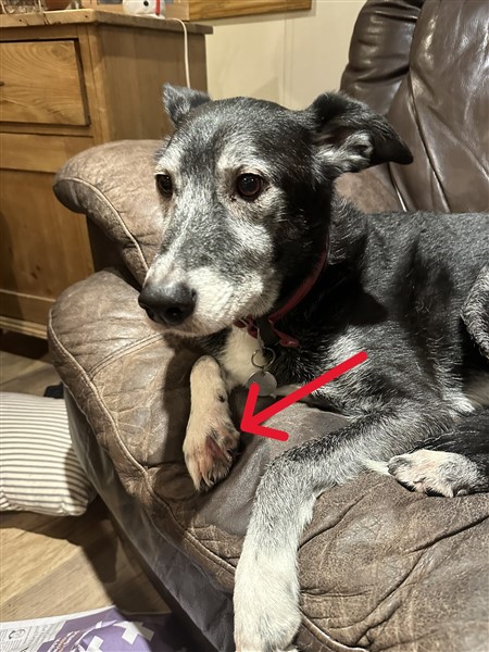 dog sitting on couch with an arrow pointing to his red, itchy paw