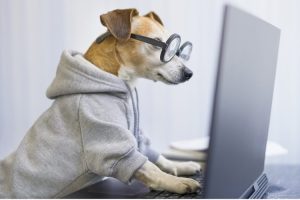 23 Effective Home Remedies For Dogs Licking Their Paws