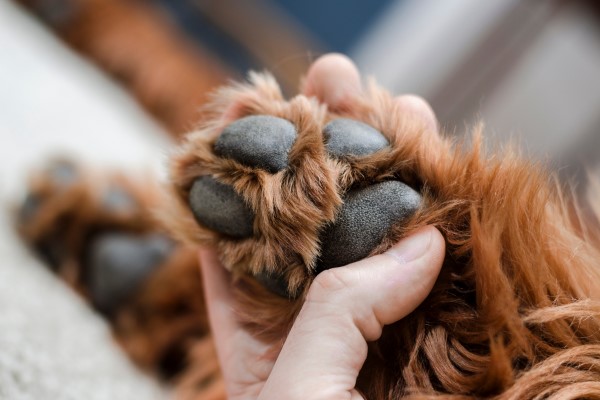 Stop dog licking deals paws home remedy