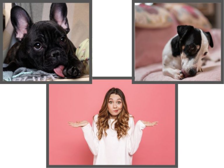 23 Effective Home Remedies For Dogs Licking Their Paws