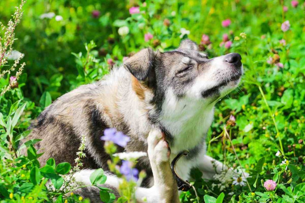 a cute furry dog in sitting in a meadow and scratching his ears because he has allergies and needs a home remedy for allergies that provide a natural alternative to cytopoint