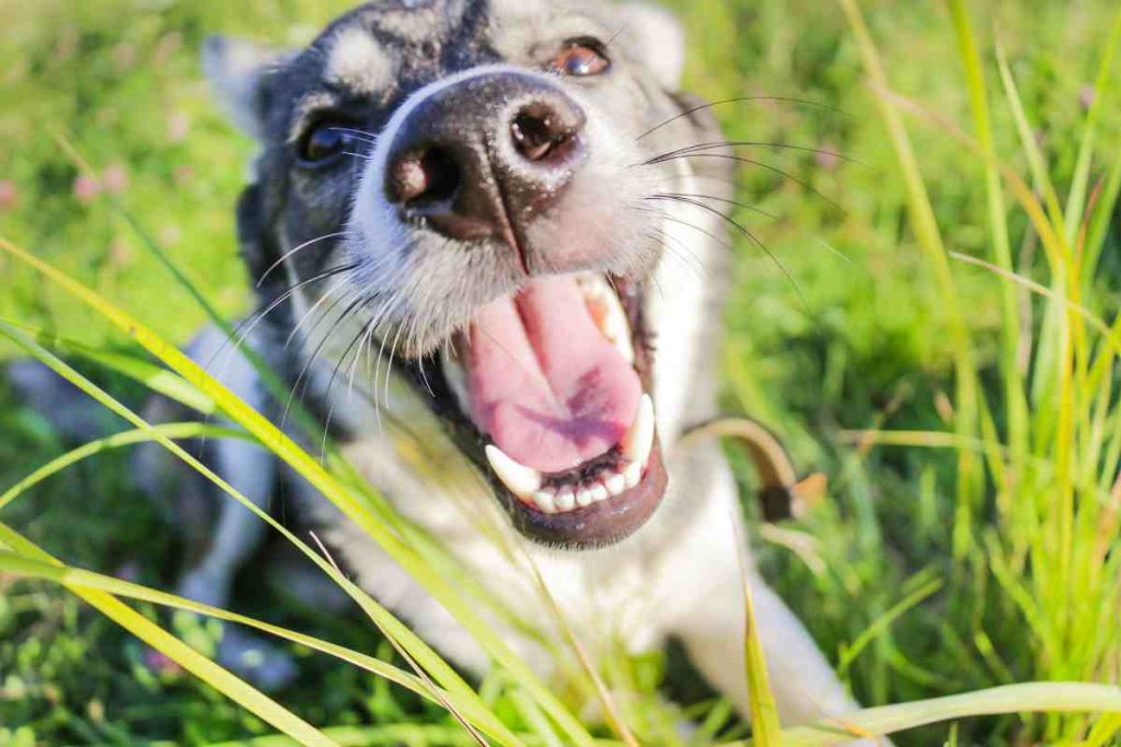 happy smiling dog whose allergies were successfully treated with a natural alternative to cytopoint
