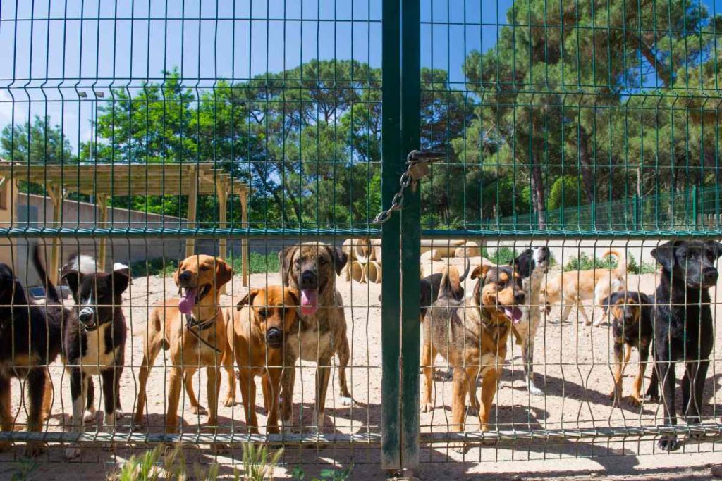 shelter dogs in an outside yard, behind a fence, who would benefit from using essential oils for dogs safely