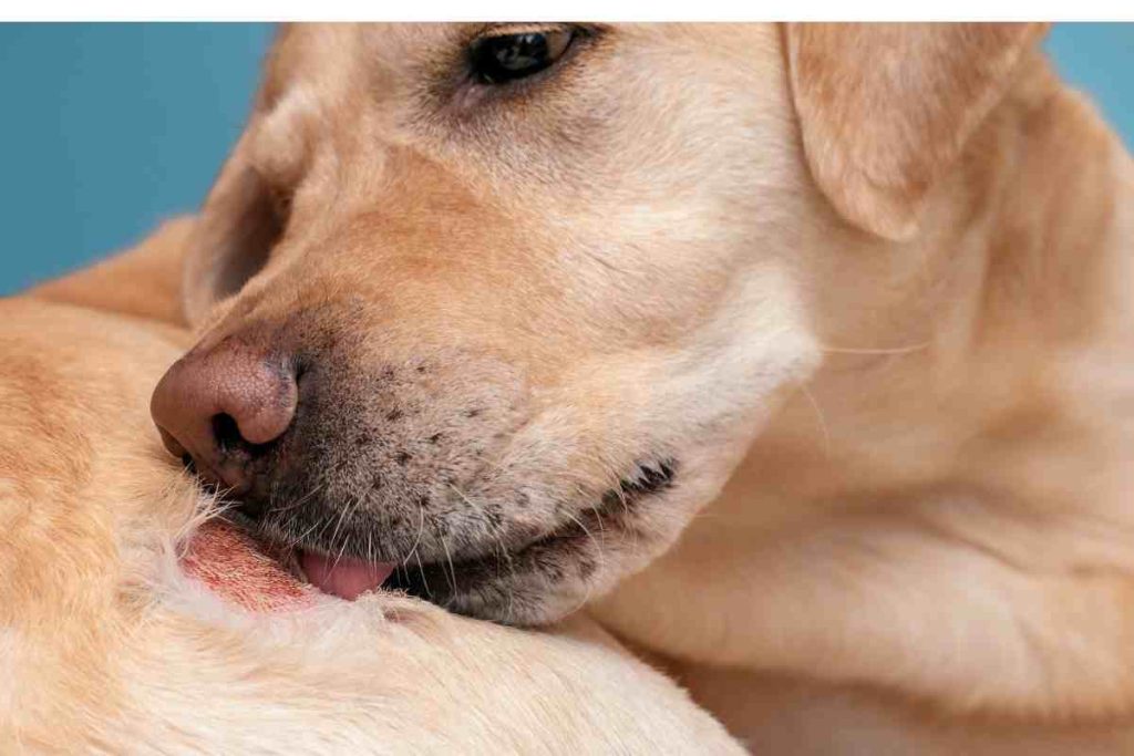 laborador retriever licking a hot spot that is miserable and red and needs treatment using home remedies for dog allergies that provide a natural alternative to cytopoint.