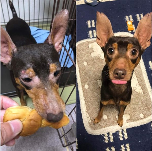Before an after picture of a min-pin dog, the first one he is missing fur around his eyes and on his nose, in the second he has healthy fur everywhere. Had the owner not asked are essential oils safe for dogs they would never have healed their dog.