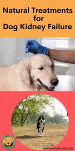 A closer look at Coconut Oil For Canine Kidney Failure Treatment