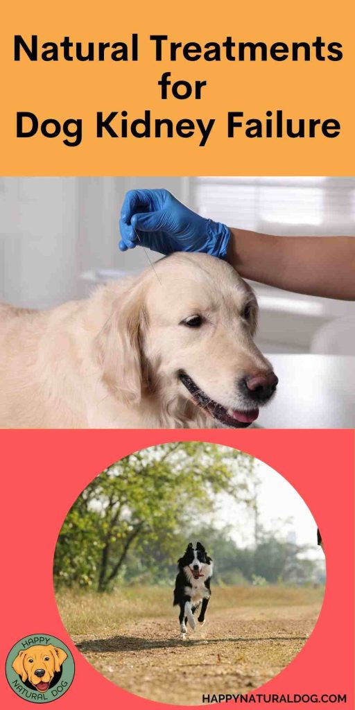 Kidney disease in discount dogs natural treatment