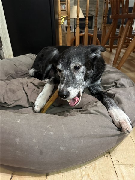 My dog tico chewing the bacon roll from the dog toy subscription box