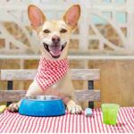 dog with bib on sitting at table while their owner checks if dogs can eat basil