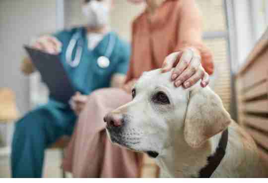 a yellow lab waiting while his human mom talks to the vet about natural treatments for dog kidney disease
