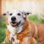 senior dog sitting in the grass needing natural treatments for dog kidney failure