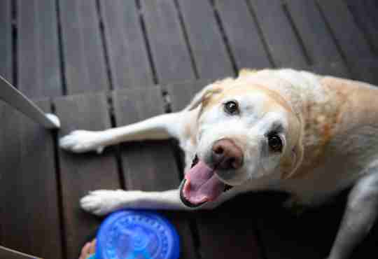 A happy senior yellow lab whose owner is using natural treatments for their dogs kidney failure