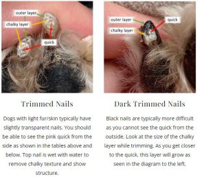 How to Safely Trim Black Dog Nails - PetGuide