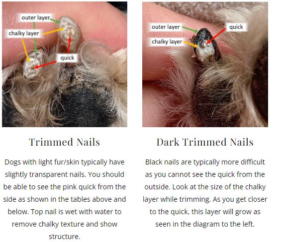 two pictures showing the underside of dog nails after nail trimming and lables showing the parts of the nail