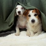 How to cut an uncooperative dog's nails feature image of two dogs hiding under a bed