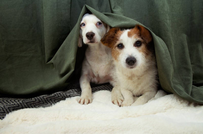 two scared dogs peeking out from under a bed due to thunderstorm anxiety