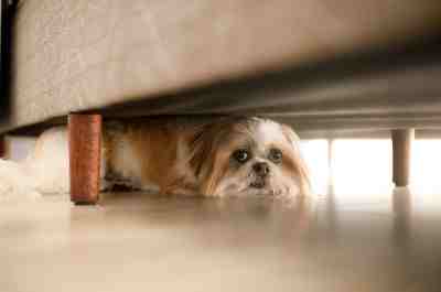 dog hiding under couch because they are afraid of having their nails trimmed