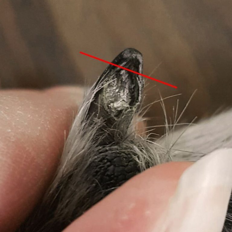 How To Cut An Uncooperative Dog’s Nails
