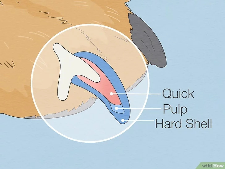 diagram of a dog's nail and it's parts (the quick, the pulp, and the hard shell) to use to learn how to cut an uncooperative dogs nails