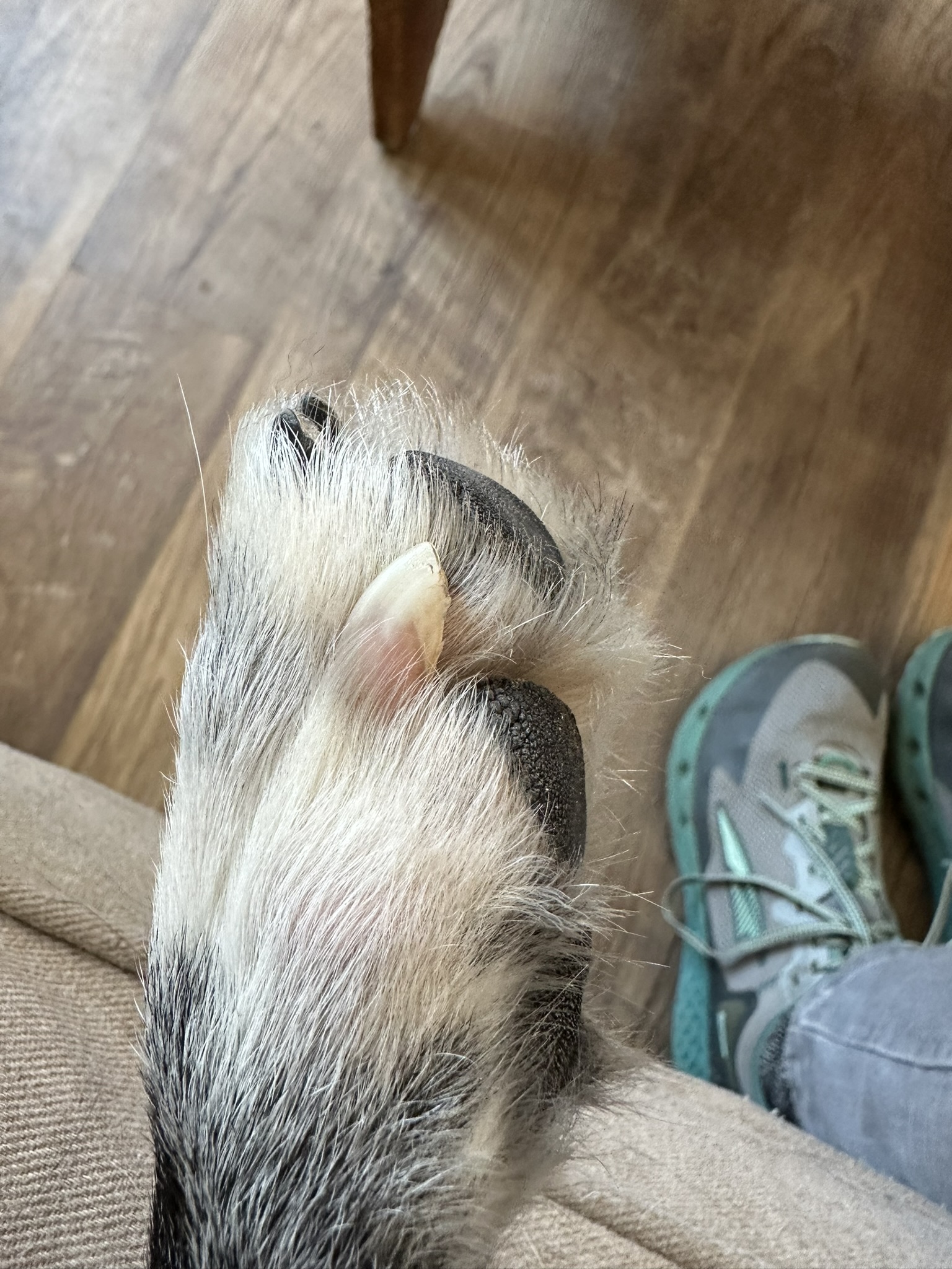 How To Cut An Uncooperative Dog’s Nails